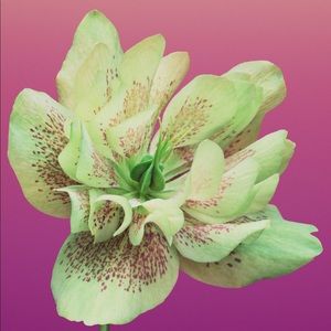 Meet your Posher, Gladys